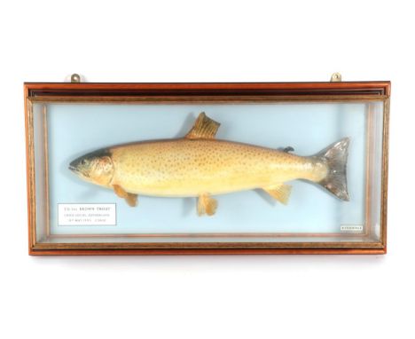Taxidermy Fish: Brown Trout (Salmo trutta), circa 1995, by R. Stockdale, Newton Aycliffe, full mount preserved and mounted ag