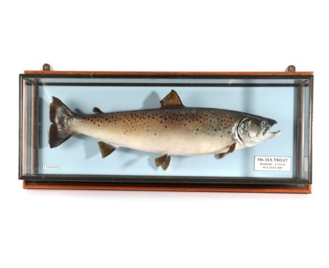 Taxidermy Fish: Sea Trout (Salmo trutta), circa 1997, by R. Stockdale, Newton Aycliffe, full mount preserved and mounted agai