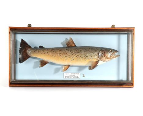 Taxidermy Fish: Brown Trout (Salmo trutta), circa 2001, by R. Stockdale, Newton Aycliffe, full mount preserved and mounted ag