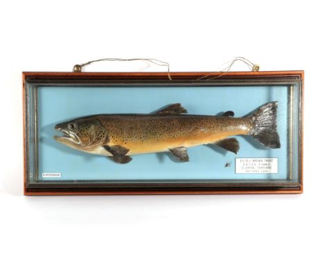 Taxidermy Fish: Brown Trout (Salmo trutta), circa 2004, by R. Stockdale, Newton Aycliffe, full mount preserved and mounted ag