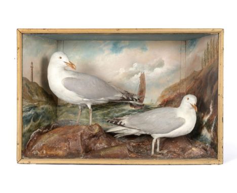 Taxidermy: A Pair of Herring Gulls (Larus argentatus), circa 1930, in the manner of Bill Cox of Liverpool, a pair of full mou
