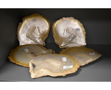 Five large pieces of king pearl shell.