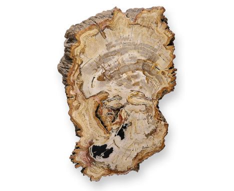 Fossils: A fossilised wood trunk section with a polished face  Madagascar, Triassic 36cmProvenance: From a private Hampshire 
