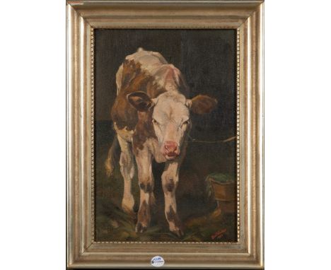 Bailänder (Maler des 20. Jhs.). Portrait eines Kalbes. Öl/Lw., re./u./sign., dat. 1924, gerahmt, 50 x 34,5 cm. **