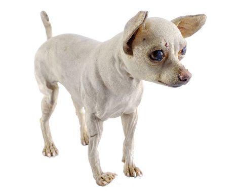 BEVERLY HILLS CHIHUAHUA (2008) - Papi (George Lopez) Stand-InA Papi (George Lopez) stand-in from Raja Gosnell's family comedy
