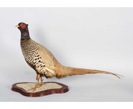 Taxidermy: A Common Ring-necked Pheasant (Phasianus colchicus), early 20th century, a good quality full mount adult cockbird 