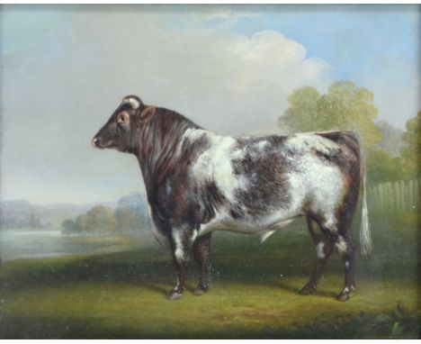 19TH CENTURY ENGLISH SCHOOL; oil on board, portrait of a bull, unsigned with inscription verso 'Bull By Langley', 25 x 32cm, 