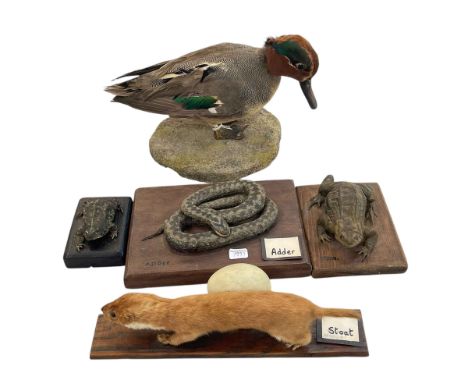 Taxidermy of Teal, Adder, Toad, Frog and Stoat.