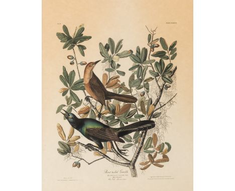 AFTER JOHN JAMES AUDUBON (AMERICAN 1785-1851)Boat Tailed Grachle, no. 38, 1937lithograph49 x 38.5 cm (19 1/4 x 15 1/8 in.) [s