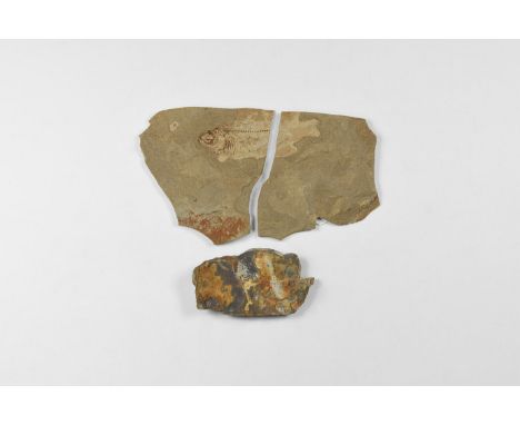 Eocene Period, 56-33 million years BP. A mixed group comprising: a fossil fish in slate matrix showing details of the spine a