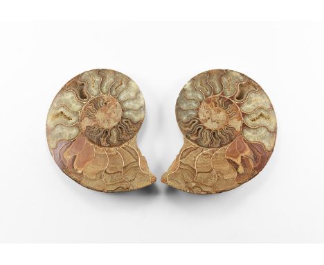 Jurassic Period, 199-145 million years BP. A cut and polished ammonite with crystal formations in the cavities, from Madagasc