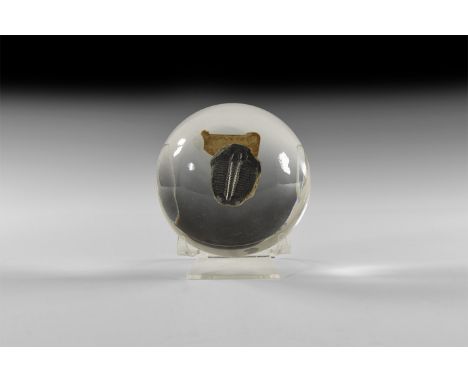 20th century AD. A perspex paperweight formed as a hemispherical block enclosing a fossil trilobite (probably Upper Devonian 