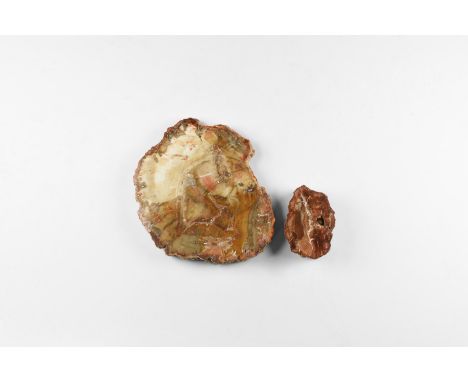 Carboniferous Period, 345-280 million years BP. A group of two fossilised wooden roundels, each with one polished face.  378 