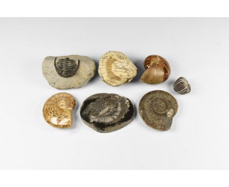Mainly Early Jurassic Period, Lower Lias stage, 200-195 million years BP. A mixed group of fossils including a trilobite in m