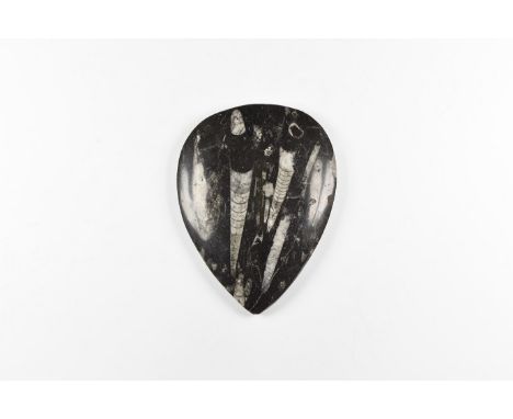 Devonian Period, 417-354 million years BP. A teardrop-shaped stone plaque polished to the domed upper face, with orthoceras f
