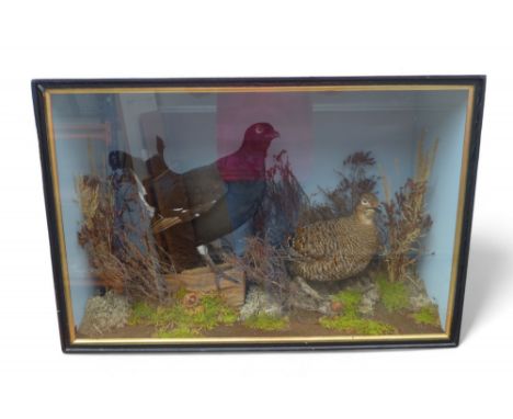 A taxidermy black grouse and hen, in a naturalistic display by H R Bennetts, Waterloo Road, Hainford, 76 by 37 by 51cm high.