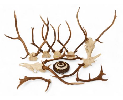 Taxidermy a collection of five unmounted deer antler skulls, and a mounted boars tusk. (6)