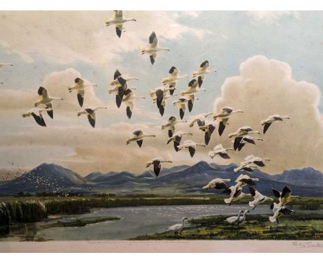 Sir Peter Markham Scott CBE (British. 1909-1989) Snow Geese in California,Signed in pencil - Artist ProofLithographBlind stam