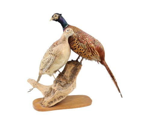 [ Taxidermy ] Stuffed and mounted cock and hen pheasants, 59 cm