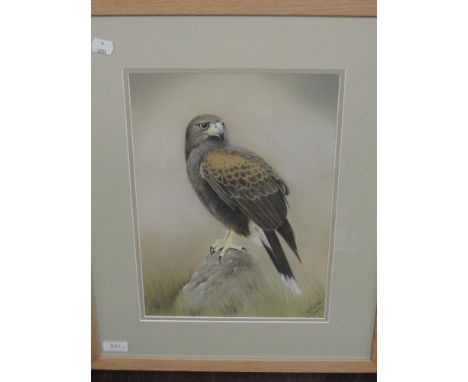 A pastel sketch, Robert Fletcher, Harris Hawk, signed and dated 2004 and attributed verso, 35 x 25cm, and a similar sketch, G