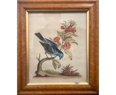 George Edwards (1694 -1773) after, an ornithological study, The Black Titmouse from S. America and the Pomegranate Blossom, B