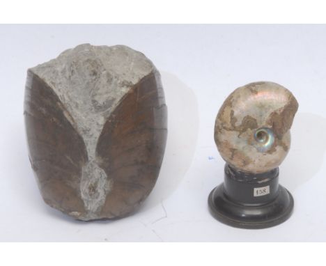 Natural History - a marine fossil specimen, of an ammonite, mounted for display, 6.5cm high overall; a fossilised clamshell, 