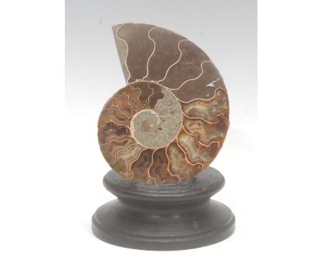 Natural History - a geological fossil specimen, of an ammonite section, mounted for display, 14cm high overall