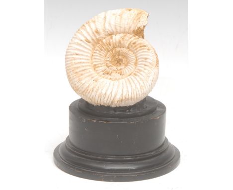 Natural History - a geological fossil specimen, of an ammonite, mounted for display, 12cm high overall
