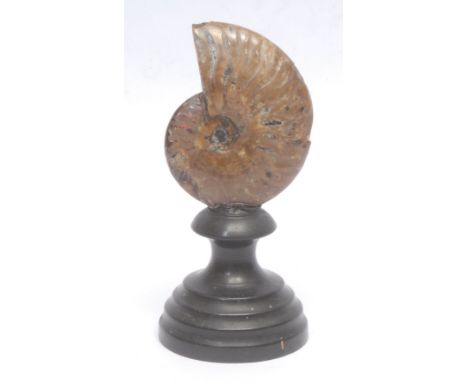 Natural History - an ammonite shell specimen, mounted for display, 14cm high overall