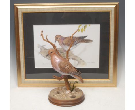 A Wild Feathers Bird Art finely carved wooden model or decoy, of a Wood Dove, by Geoff &amp; Joanie Skeete, painted in polych