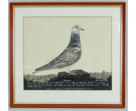 20TH CENTURY BRITISH SCHOOL watercolour and bodycolour on paper - 'Sylvia', a racing pigeon portrait perched on a rock in a l