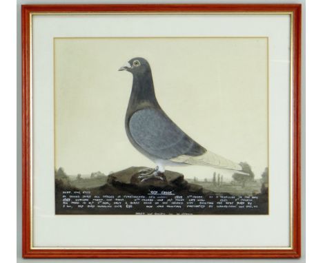 20TH CENTURY SCHOOL watercolour and bodycolour - 'Red Eagle', a racing pigeon portrait, inscribed with breeders details and d