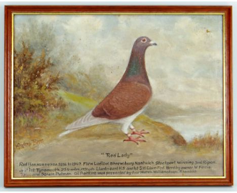 ANDREW BEER (1862-1954) oil on card - Red Lady, a racing pigeon portrait, signed and inscribed with breeders details and date