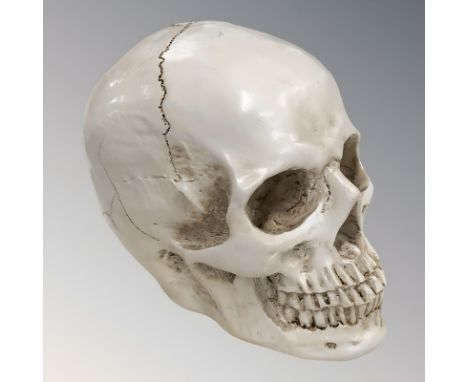A life size composition human skull, height 14.5 cm.