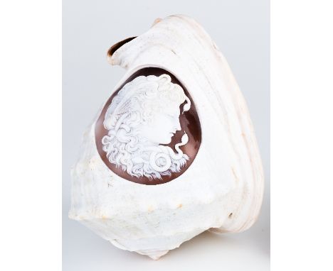 A cameo shell carved an oval portrait of Medusa in the white, 10.5cm high Condition Report: Lot 698, This chest on chest date