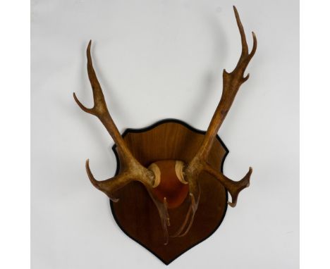 Hunting trophy of authentic antlers mounted in suede leather on a wooden plaque. Dimensions: 21.5"L x 13"W x 32.5"HCondition: