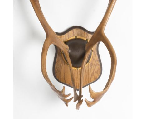 Hunting trophy of reproduction antlers mounted in leather on a wooden plaque. Dimensions: 25"L x 24.5"W x 28.5"HCondition: Ag
