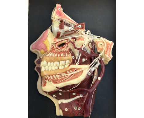 Human Anatomy Cross-section of Lower Half of Human Skull, wax model showing the internal structure of a human head