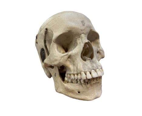 Human skull - Ádam Rouilly &amp; Co anatomy Osteology human bones, anatomical model charts ect museum 2703 together with Huma