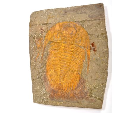 A trilobite fossil specimen, Paradoxides from Morocco Middle Cambrian, specimen length, 16in. (40cms) approx.
See illustratio