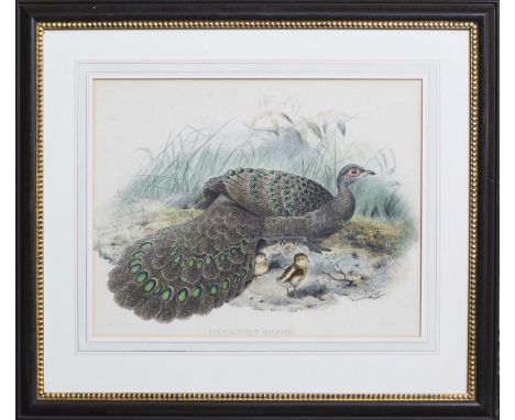 Hand-coloured lithograph Polyplectron Germaini [Germain's Peacock Pheasant] Joseph Wolf by J. Smit, printed by P.W.M. Trap Ne