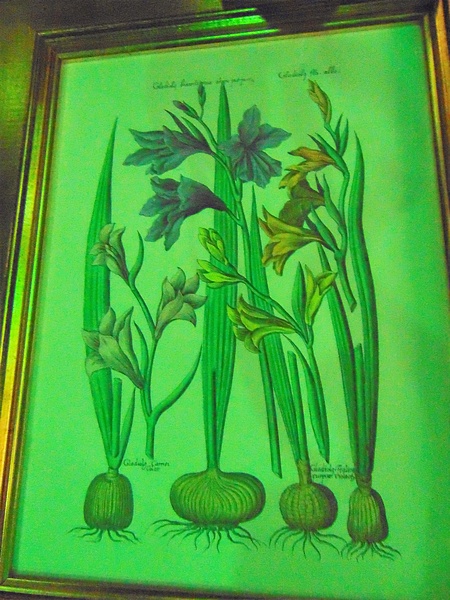 A set fo two botanical prints in gold frame 380mm x 480mm