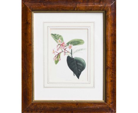 Set of four botanical prints of flowers and leaves in a brown frame damage to first frame 44 x 37cm