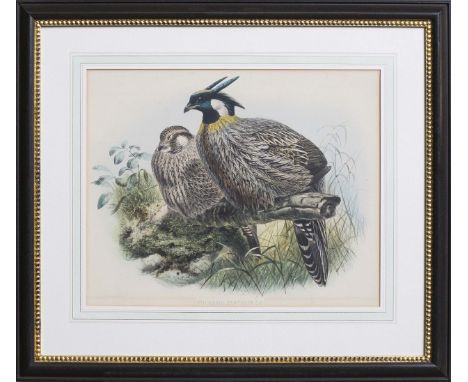 Lithograph Pucrasia Xanthospila published IOC World Bird List (v4.3) , Gill, F and D Donsker in a black frame with gold beadi