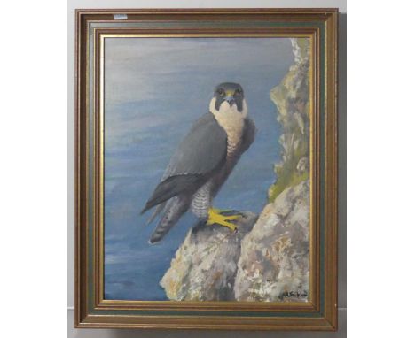 R. B. Treleaven, Peregrine Falcon, N. Cornwall, oil on board, signed, also signed and inscribed verso, 48cm x 38cm, framed.