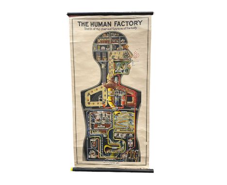 Fritz Kahn (1888-1968), rare anatomical poster chart, The Human Factory, Sketch of the Chemical Functions of the Body, printe