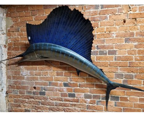 TAXIDERMY- A MOUNTED SAILFISH (MARLIN)&nbsp; MODEL INCORPORATING ROSTRUM&nbsp; &nbsp;W 210cms