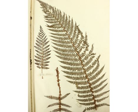 Ferns: A very large (approx. 29" x 21") Album of Dried Specimens of Ferns, approx. 31 full pages with hundreds of specimens, 