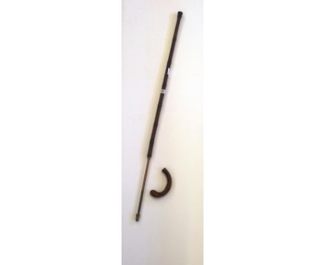 A late 19th century horse measuring walking stick with gnarled wood handle (handle loose).