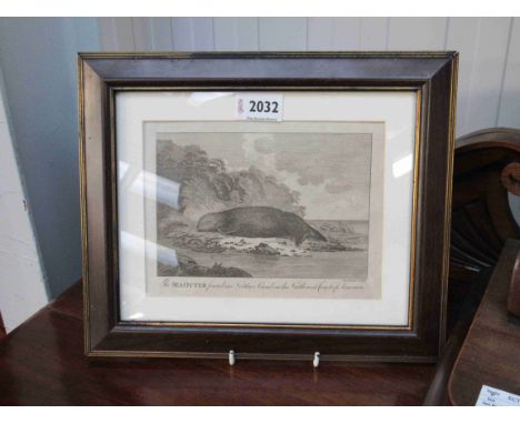 A Georgian engraved print of a Sea Otter